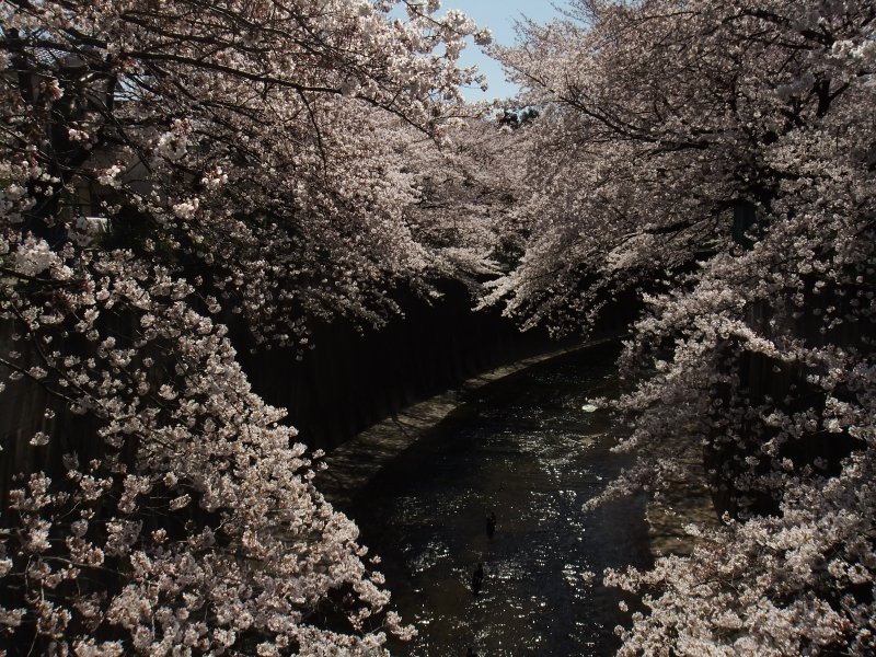 石神井川の桜
