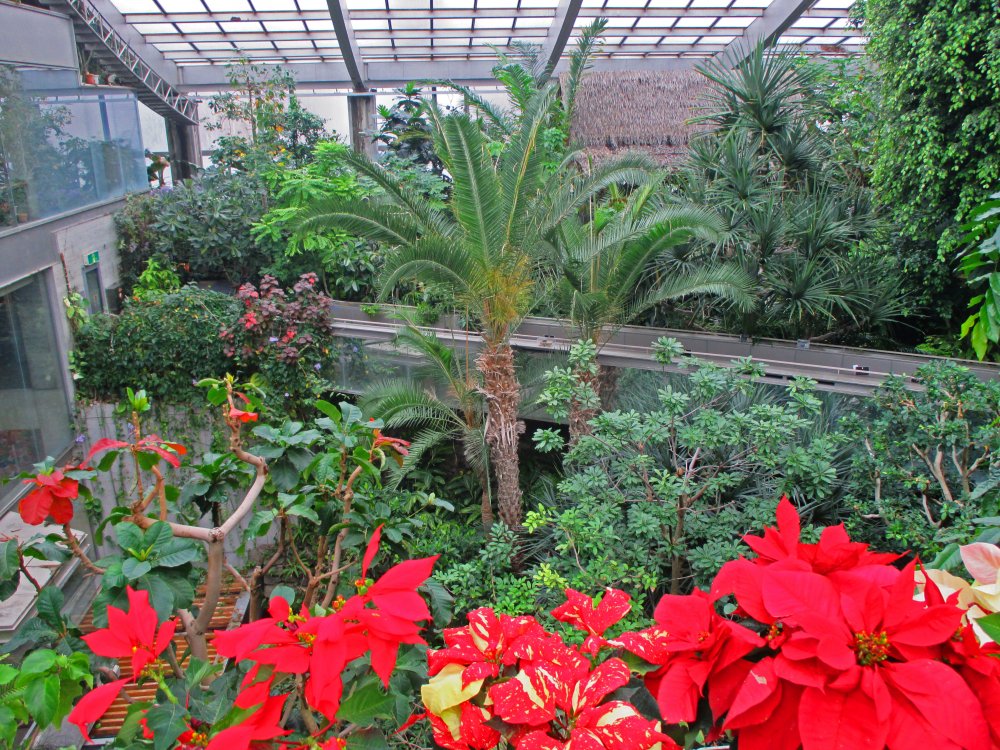 熱帯環境植物館 グリーンドームねったいかん 体験する ぶらり いたばし 板橋区観光協会